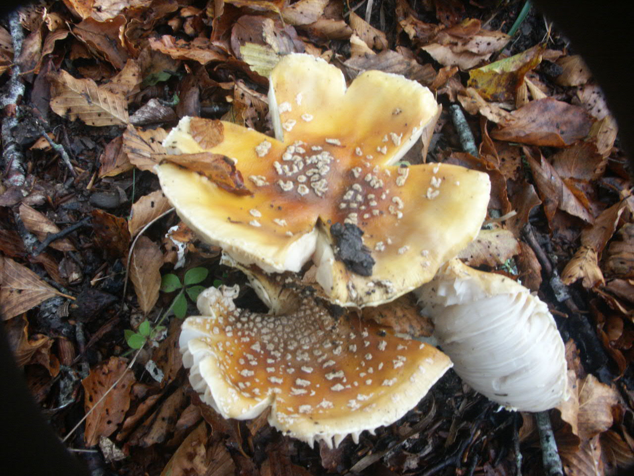 Strano autunno in sicilia